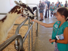 Santa Cruz County fair canceled santa cruz county animal rules