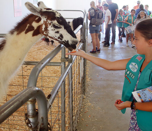 Santa Cruz County fair canceled santa cruz county animal rules
