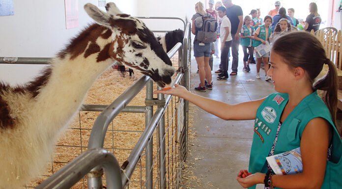 Santa Cruz County fair canceled santa cruz county animal rules