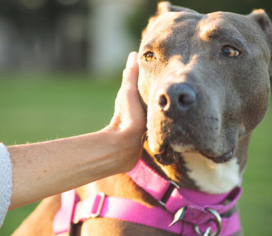 Keeping pets safe on Fourth of July fourth of july pets