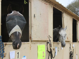Hundreds of evacuated animals held at Fairgrounds; room still available CZU Complex fires animals