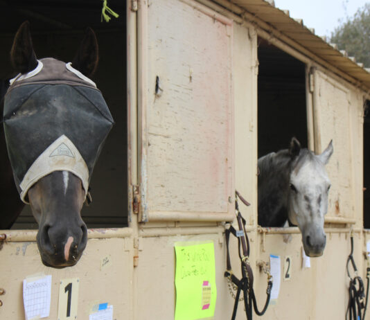 Hundreds of evacuated animals held at Fairgrounds; room still available CZU Complex fires animals
