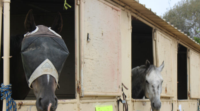 Hundreds of evacuated animals held at Fairgrounds; room still available CZU Complex fires animals