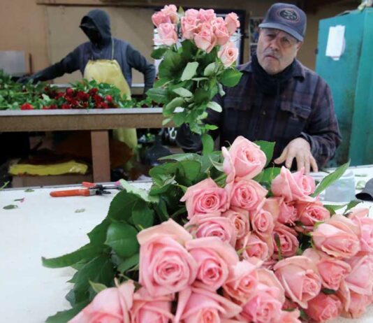 California Pajarosa navigates a changing industry