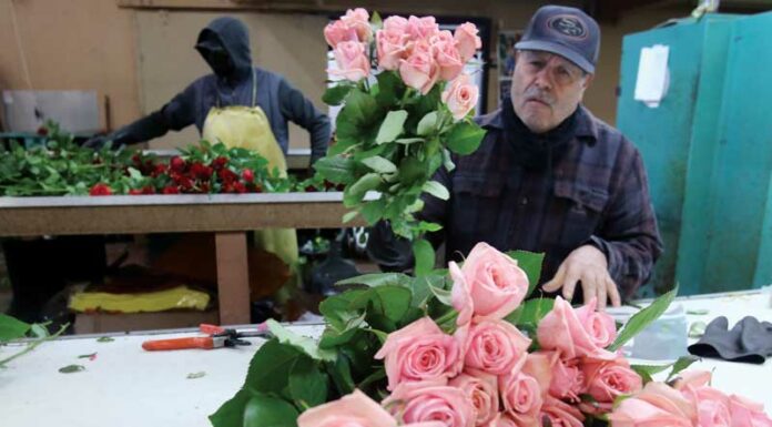 California Pajarosa navigates a changing industry