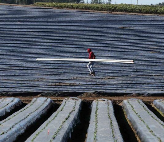 State prioritizes farmworkers for Covid-19 vaccinations