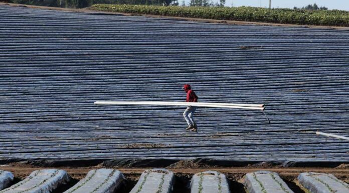 State prioritizes farmworkers for Covid-19 vaccinations