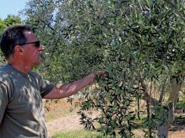 Aptos farm wins Best of Show at regional olive oil competition
