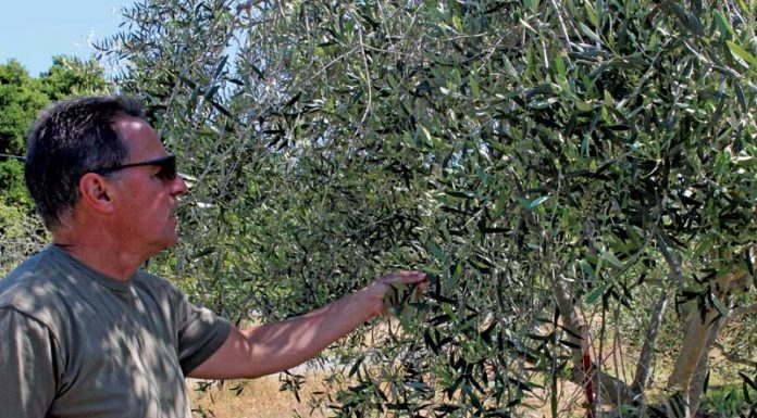 Aptos farm wins Best of Show at regional olive oil competition