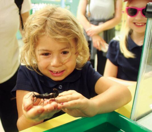 Santa Cruz County Fair runs through weekend santa cruz county fair bethany chalmers peruvian stick insect