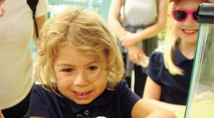 Santa Cruz County Fair runs through weekend santa cruz county fair bethany chalmers peruvian stick insect