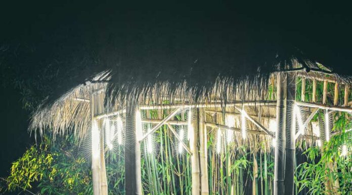 Bamboo Giant offering first-ever nighttime walkthrough experience