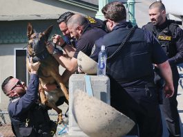 Man arrested after wild chase