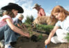 Community invited to plant fairground flowers