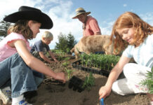Community invited to plant fairground flowers