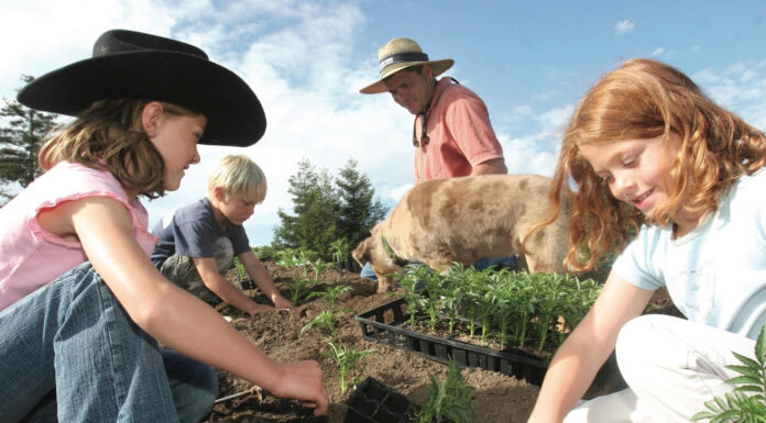 Community invited to plant fairground flowers