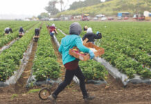 Strawberries drive increase in Santa Cruz County crop values