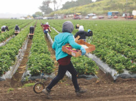 Strawberries drive increase in Santa Cruz County crop values