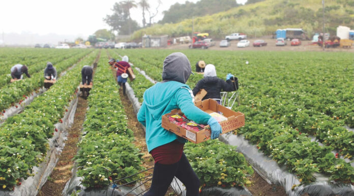 Strawberries drive increase in Santa Cruz County crop values